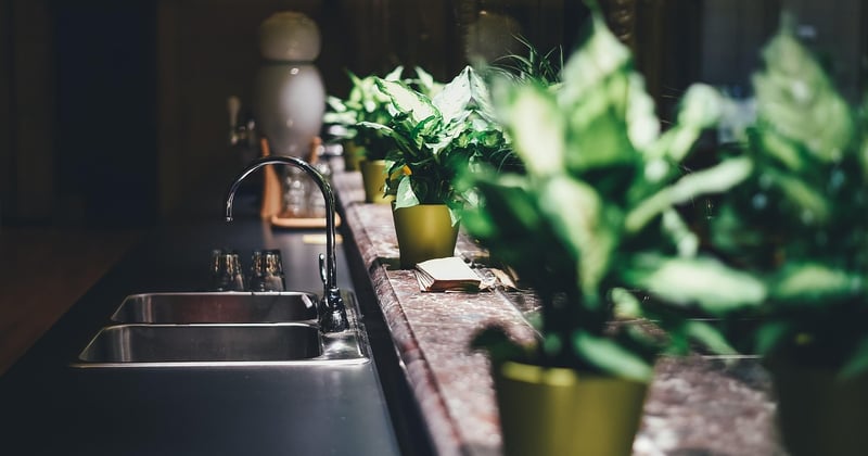 Des plantes insecticides dans votre cuisine : la solution naturelle anti-insectes