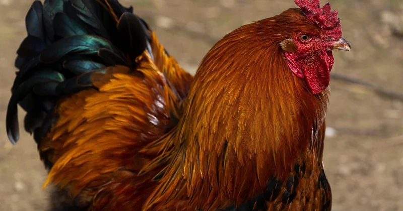 Ce que contient vraiment la facture d'un litige agricole