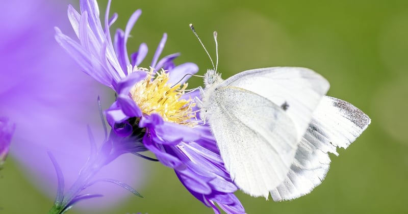 Cuisine écologique : 10 gestes simples pour réduire les pesticides