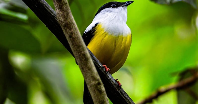 Insecticides et biodiversité : l’impact caché sur nos écosystèmes