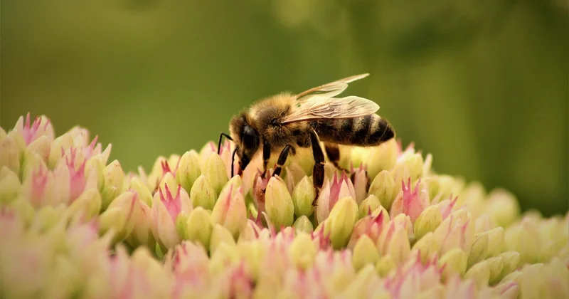 Le rôle des insectes : ces piliers qu'on élimine sans y penser