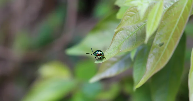 Quels sont les effets des insecticides sur la santé humaine ?